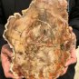 2137g COLORFUL RAINBOW FANTASTIC Madagascar Petrified Wood Round Slab Bark #DMH6