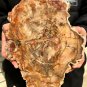 2137g COLORFUL RAINBOW FANTASTIC Madagascar Petrified Wood Round Slab Bark #DMH6