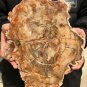 2137g COLORFUL RAINBOW FANTASTIC Madagascar Petrified Wood Round Slab Bark #DMH6