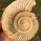 polished Ammonite Nautilus Shell Jurrassic Fossil Specimen Madagascar 313g BL2
