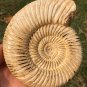 polished Ammonite Nautilus Shell Jurrassic Fossil Specimen Madagascar 313g BL2