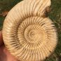 polished Ammonite Nautilus Shell Jurrassic Fossil Specimen Madagascar 313g BL2
