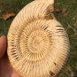 polished Ammonite Nautilus Shell Jurrassic Fossil Specimen Madagascar 313g BL2