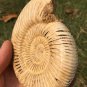 polished Ammonite Nautilus Shell Jurrassic Fossil Specimen Madagascar 313g BL2