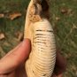 polished Ammonite Nautilus Shell Jurrassic Fossil Specimen Madagascar 313g BL2