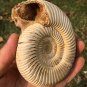 polished Ammonite Nautilus Shell Jurrassic Fossil Specimen Madagascar 313g BL2