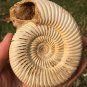 polished Ammonite Nautilus Shell Jurrassic Fossil Specimen Madagascar 313g BL2