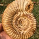polished Ammonite Nautilus Shell Jurrassic Fossil Specimen Madagascar 321g BL3