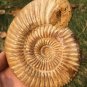 polished Ammonite Nautilus Shell Jurrassic Fossil Specimen Madagascar 321g BL3
