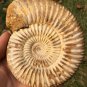 polished Ammonite Nautilus Shell Jurrassic Fossil Specimen Madagascar 321g BL3