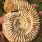 polished Ammonite Nautilus Shell Jurrassic Fossil Specimen Madagascar 321g BL3