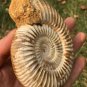polished Ammonite Nautilus Shell Jurrassic Fossil Specimen Madagascar 321g BL3