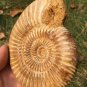 polished Ammonite Nautilus Shell Jurrassic Fossil Specimen Madagascar 321g BL3