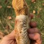 polished Ammonite Nautilus Shell Jurrassic Fossil Specimen Madagascar 321g BL3