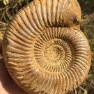 polished Ammonite Nautilus Shell Jurrassic Fossil Specimen Madagascar 662g DZ79