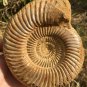 polished Ammonite Nautilus Shell Jurrassic Fossil Specimen Madagascar 662g DZ79