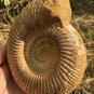 polished Ammonite Nautilus Shell Jurrassic Fossil Specimen Madagascar 662g DZ79