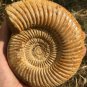 polished Ammonite Nautilus Shell Jurrassic Fossil Specimen Madagascar 662g DZ79