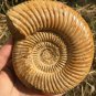 polished Ammonite Nautilus Shell Jurrassic Fossil Specimen Madagascar 662g DZ79