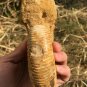 polished Ammonite Nautilus Shell Jurrassic Fossil Specimen Madagascar 662g DZ79