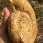 polished Ammonite Nautilus Shell Jurrassic Fossil Specimen Madagascar 662g DZ79
