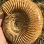 polished Ammonite Nautilus Shell Jurrassic Fossil Specimen Madagascar 662g DZ79
