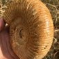 polished Ammonite Nautilus Shell Jurrassic Fossil Specimen Madagascar 662g DZ79