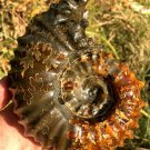 830g Natural Douvilleiceras Polished "Goat Horn" Fossil Ammonite crystal #DZ35