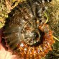 830g Natural Douvilleiceras Polished "Goat Horn" Fossil Ammonite crystal #DZ35