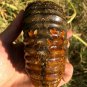 830g Natural Douvilleiceras Polished "Goat Horn" Fossil Ammonite crystal #DZ35