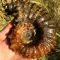 830g Natural Douvilleiceras Polished "Goat Horn" Fossil Ammonite crystal #DZ35