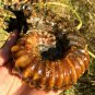 830g Natural Douvilleiceras Polished "Goat Horn" Fossil Ammonite crystal #DZ35