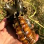 830g Natural Douvilleiceras Polished "Goat Horn" Fossil Ammonite crystal #DZ35