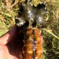 830g Natural Douvilleiceras Polished "Goat Horn" Fossil Ammonite crystal #DZ35