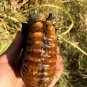 830g Natural Douvilleiceras Polished "Goat Horn" Fossil Ammonite crystal #DZ35