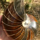 Natural Ammonite Nautilus Shell Jurrassic Fossil Specimen Madagascar 722G #DZ63