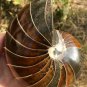 Natural Ammonite Nautilus Shell Jurrassic Fossil Specimen Madagascar 722G #DZ63