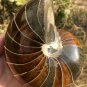 Natural Ammonite Nautilus Shell Jurrassic Fossil Specimen Madagascar 722G #DZ63