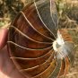 Natural Ammonite Nautilus Shell Jurrassic Fossil Specimen Madagascar 722G #DZ63