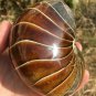 Natural Ammonite Nautilus Shell Jurrassic Fossil Specimen Madagascar 722G #DZ63