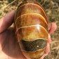 Natural Ammonite Nautilus Shell Jurrassic Fossil Specimen Madagascar 722G #DZ63