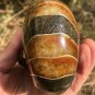 Natural Ammonite Nautilus Shell Jurrassic Fossil Specimen Madagascar 722G #DZ63