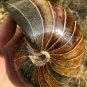 Natural Ammonite Nautilus Shell Jurrassic Fossil Specimen Madagascar 722G #DZ63