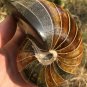 Natural Ammonite Nautilus Shell Jurrassic Fossil Specimen Madagascar 722G #DZ63