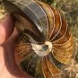 Natural Ammonite Nautilus Shell Jurrassic Fossil Specimen Madagascar 722G #DZ63