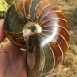 Natural Ammonite Nautilus Shell Jurrassic Fossil Specimen Madagascar 722G #DZ63