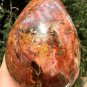 3473g Natural COLORFUL RAINBOW FANTASTIC Madagascar Petrified Wood Egg - #ZH29