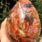 3473g Natural COLORFUL RAINBOW FANTASTIC Madagascar Petrified Wood Egg - #ZH29