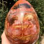 3473g Natural COLORFUL RAINBOW FANTASTIC Madagascar Petrified Wood Egg - #ZH29