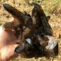 1248g Natural smoky black quartz cluster crystal specimen healing JQ27
